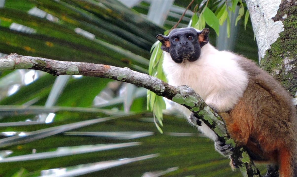 Sauim-de-coleira, sauim de duas cores e sauim-de-Manaus