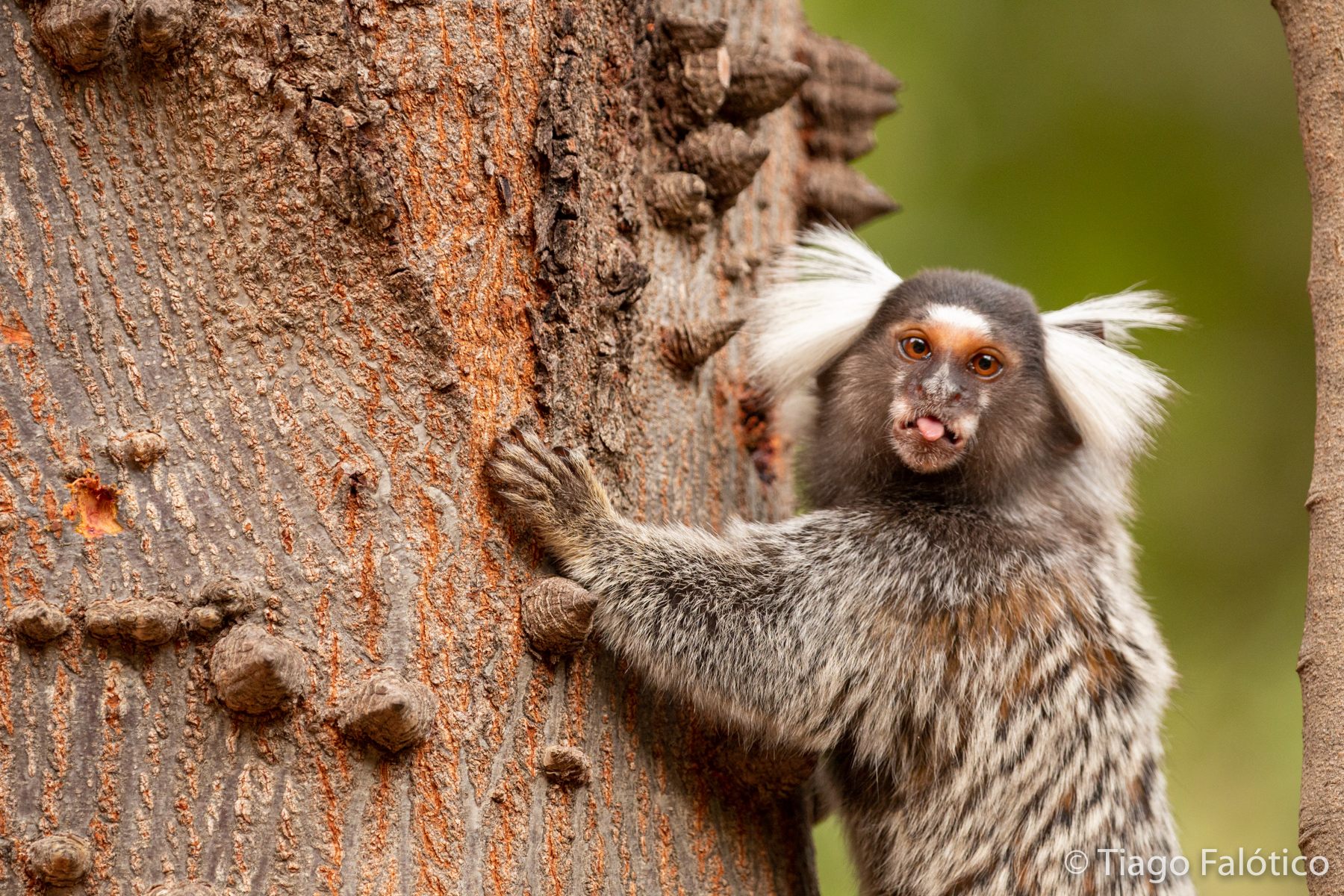 Sagui-de-tufo-branco