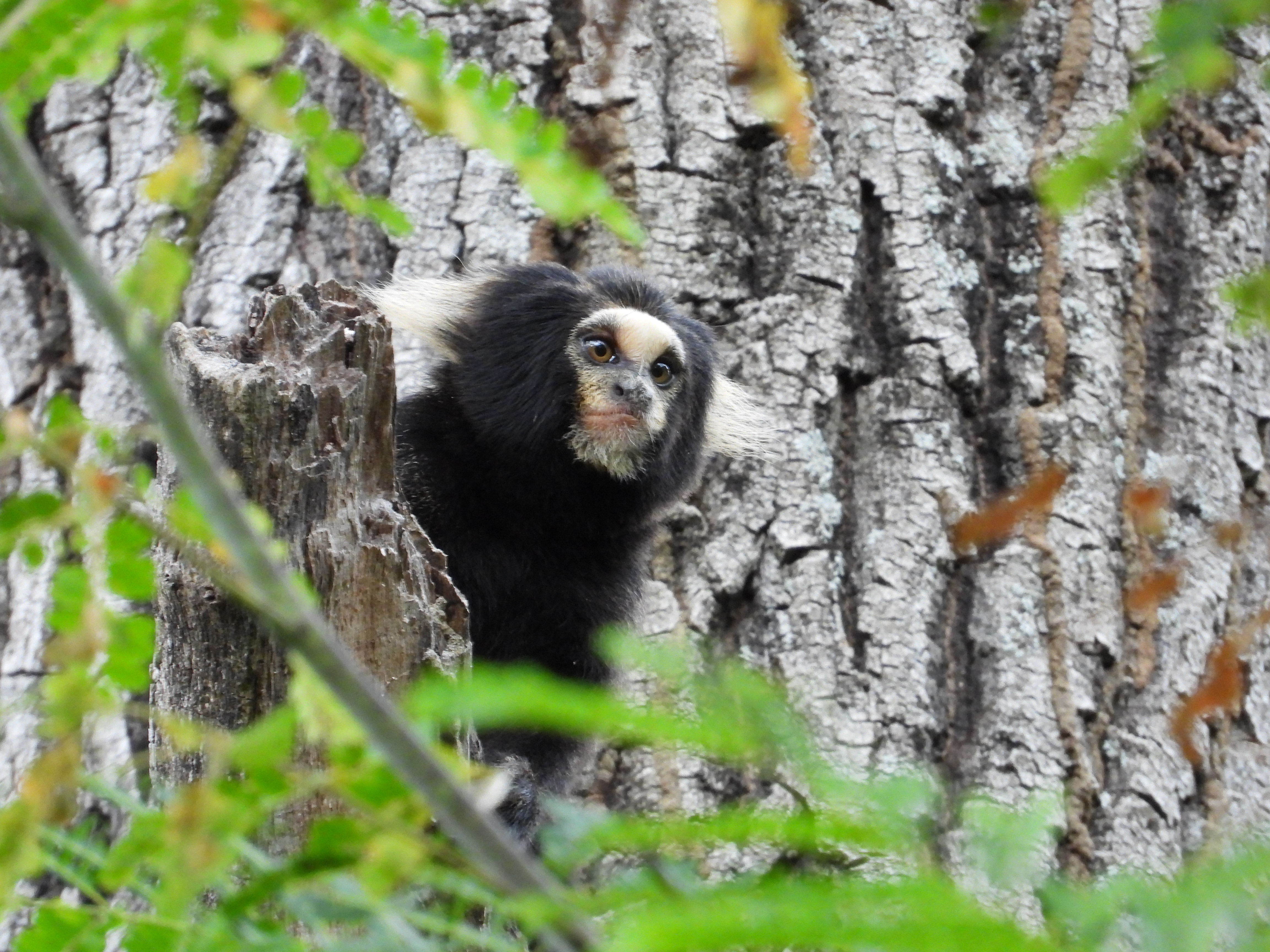 Sagui-da-serra-escuro