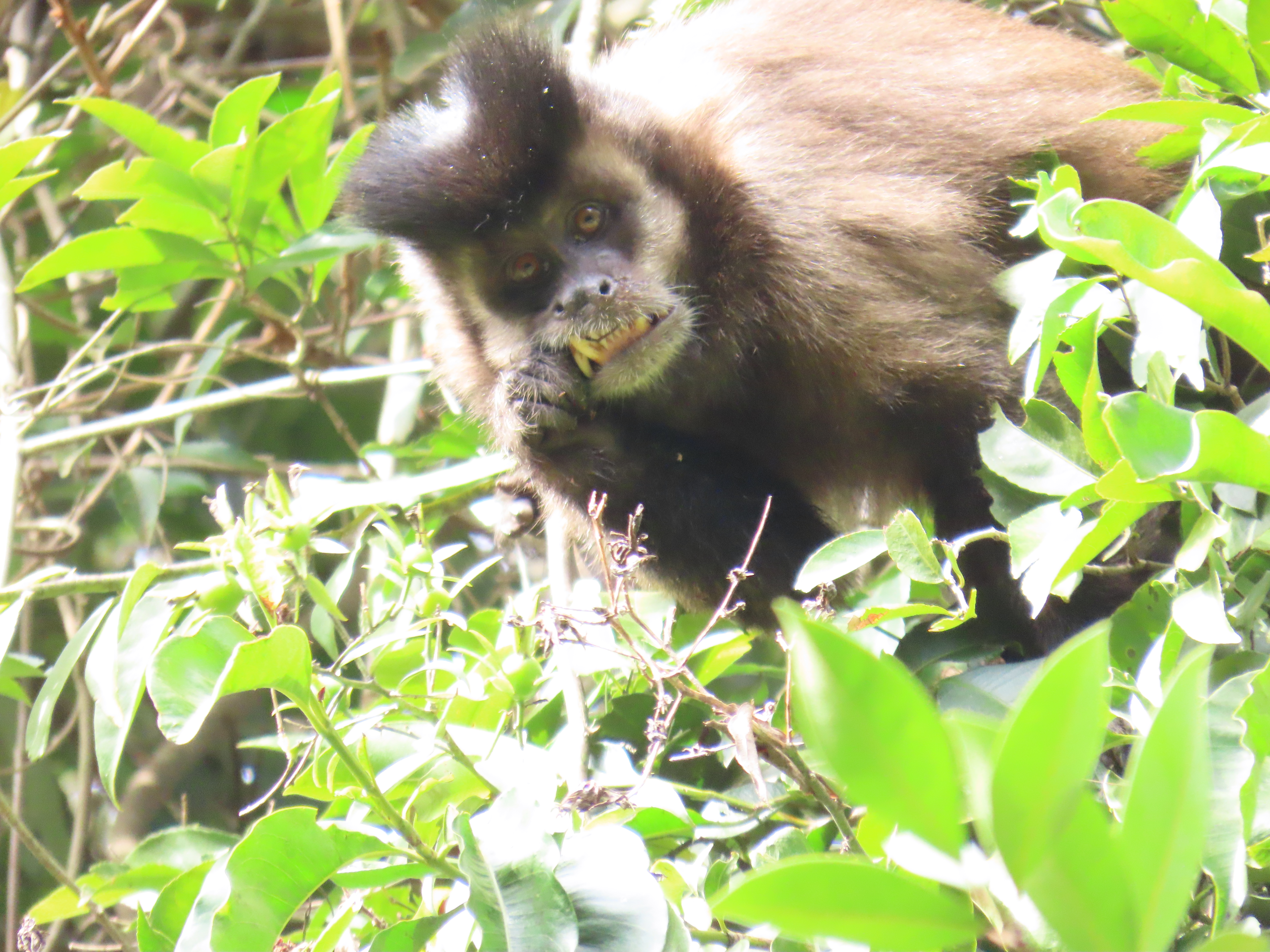 Macaco prego