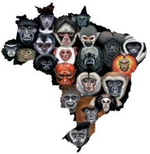 Lista dos 25 macacos mais ameaçados do mundo tem três espécies