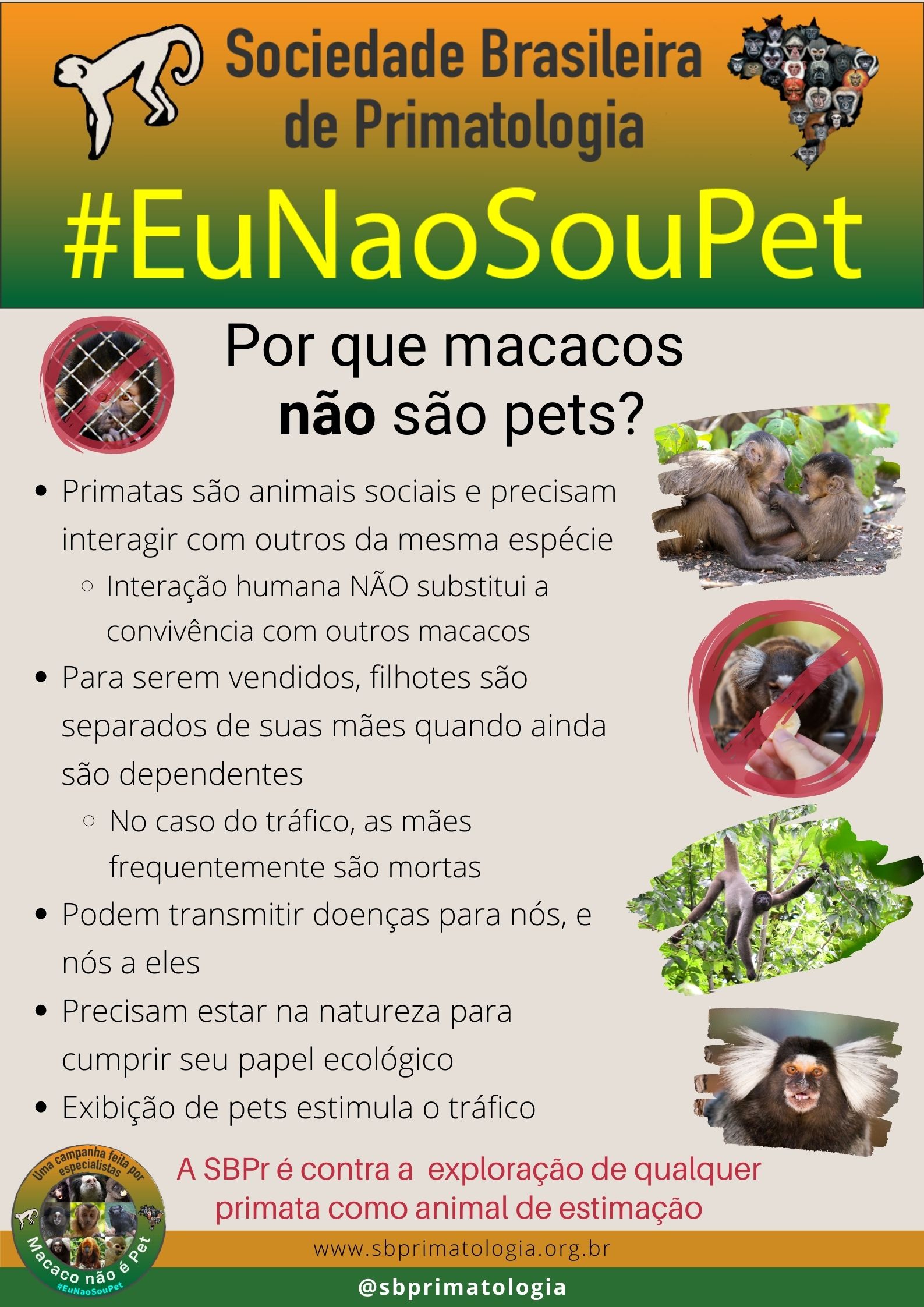 Pôster Macaco-macaco-prego